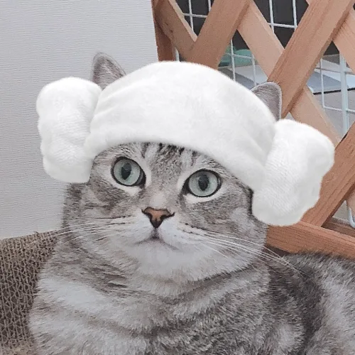똔그라미