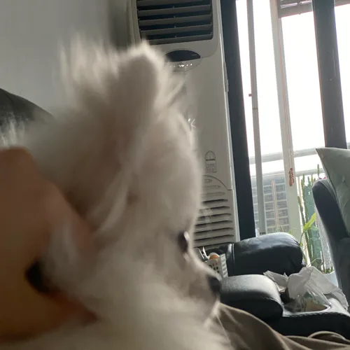 소미이모