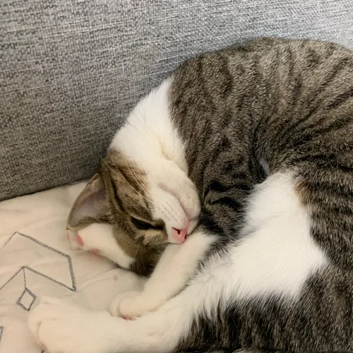 주노