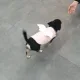 하루