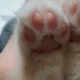 냐옹이