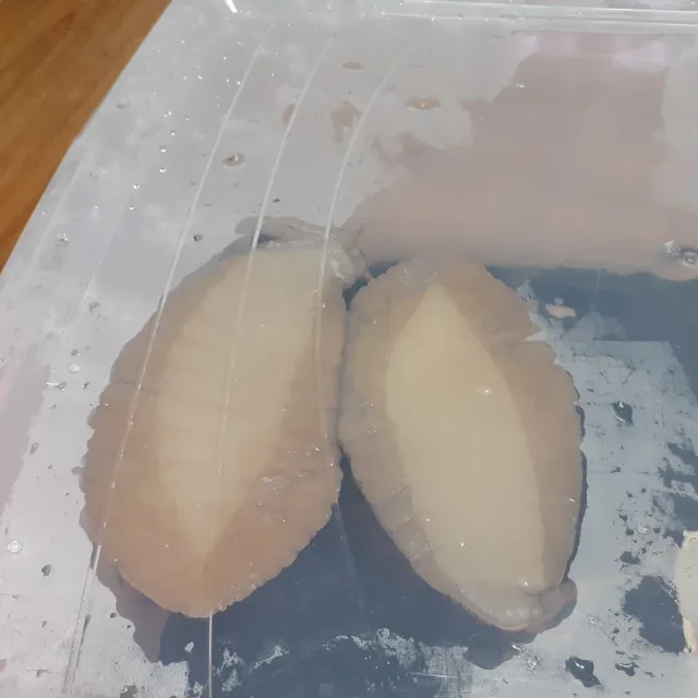 하루네