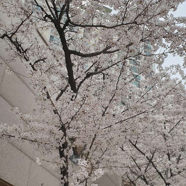별님