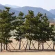 HA모니카