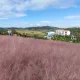 핫도그2개