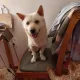카린
