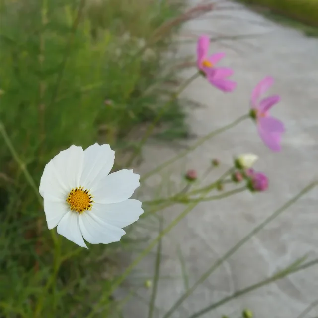 마토