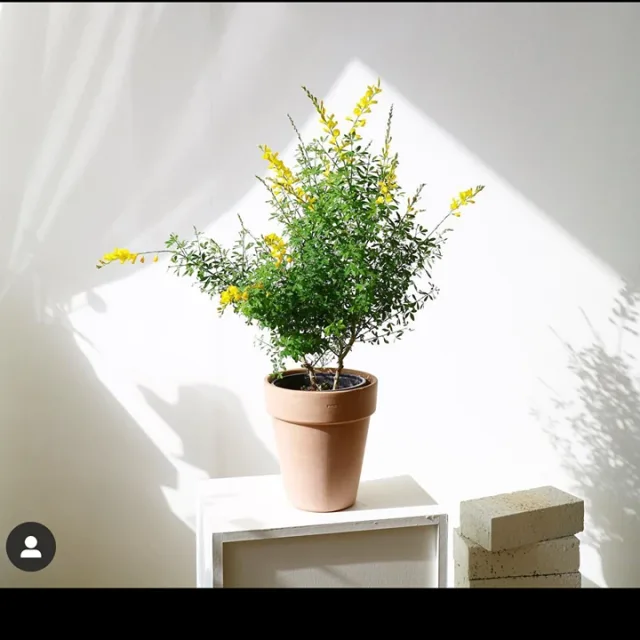 쏭여사