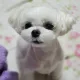 데데