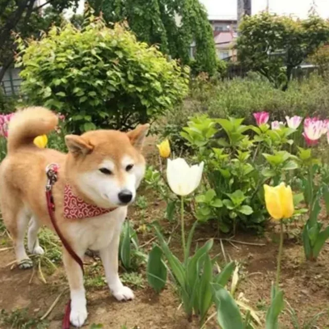복실이