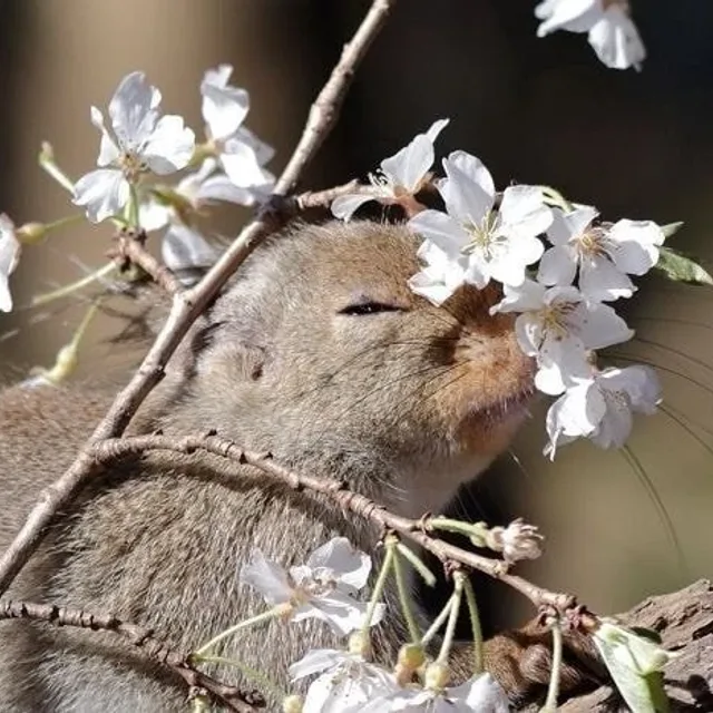 밍밍