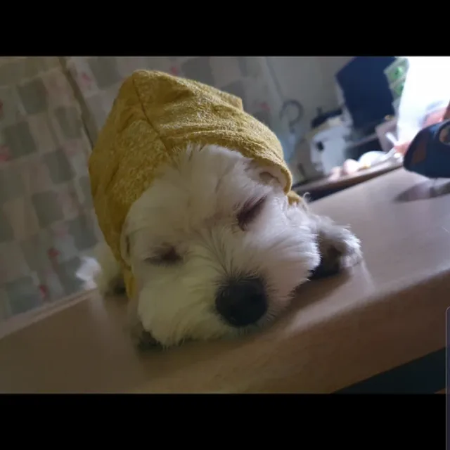 양귀비