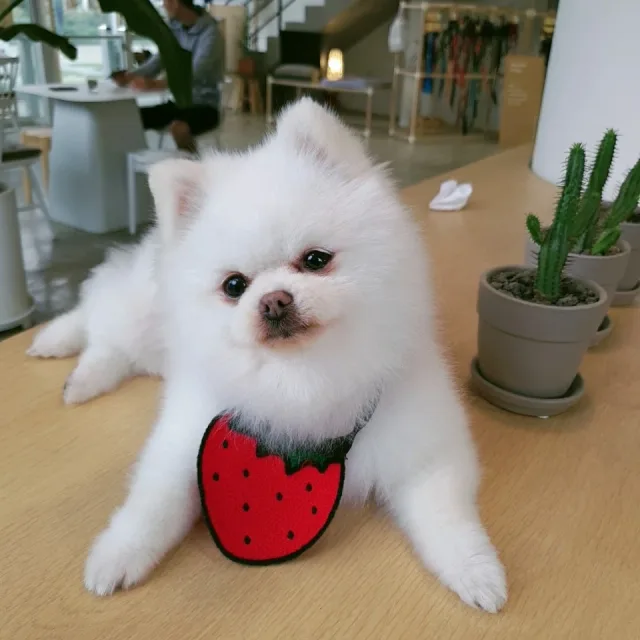 마리앙