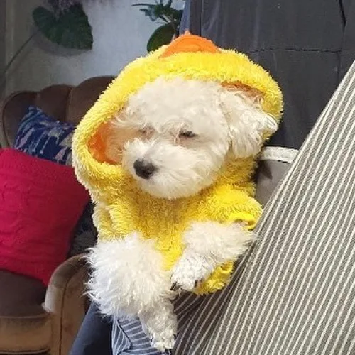 휘유