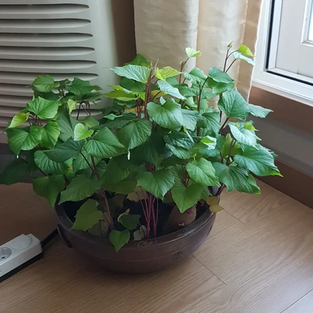 사랑