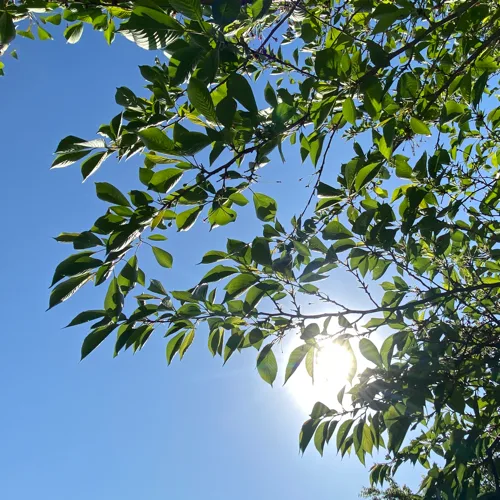 오니