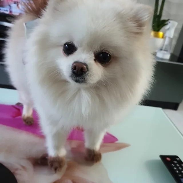 깔끔주부