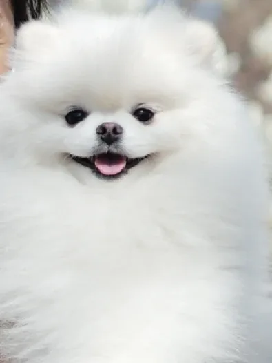 포동맘