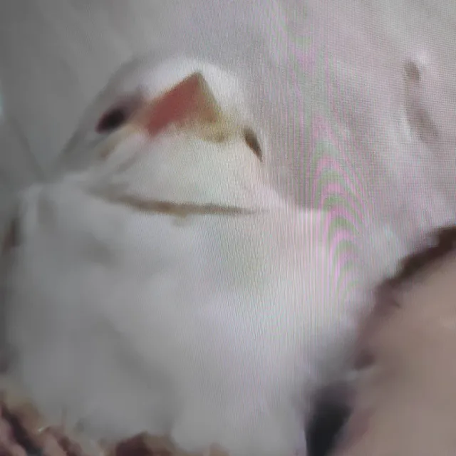 진달래