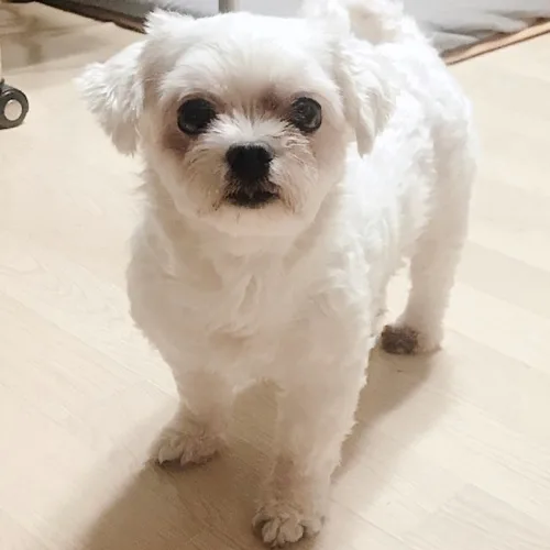 두부
