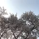 햇님이