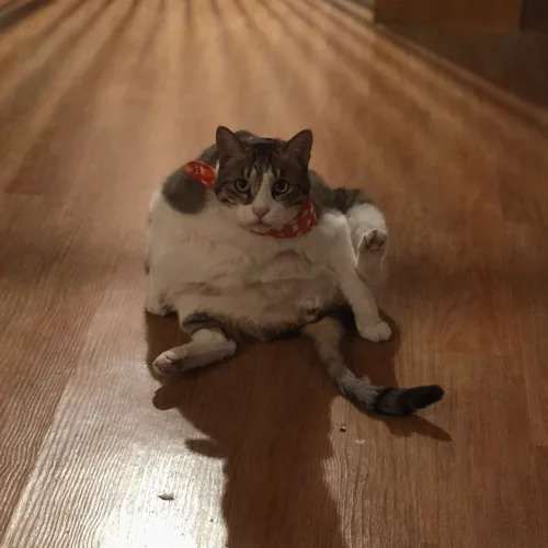 하잇호