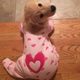 용용이