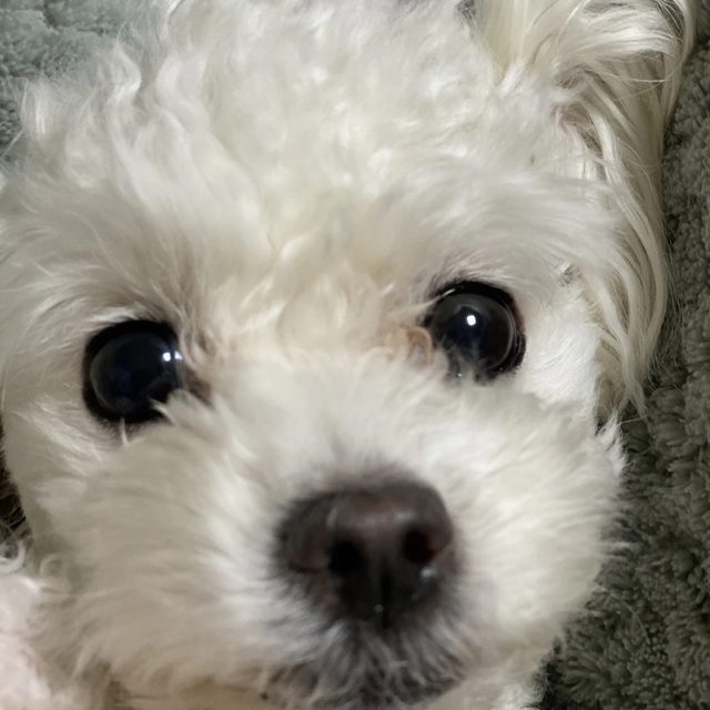 블루밍