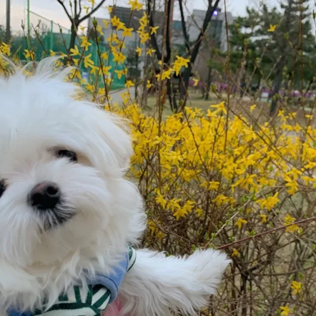 띵동이