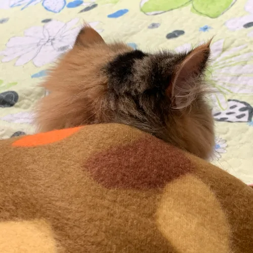 깨구울