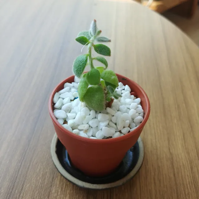 좋아요
