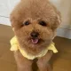 뚜기네