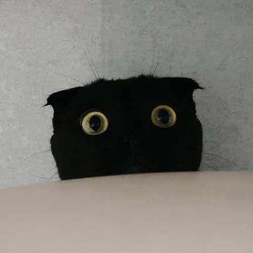 히릴리
