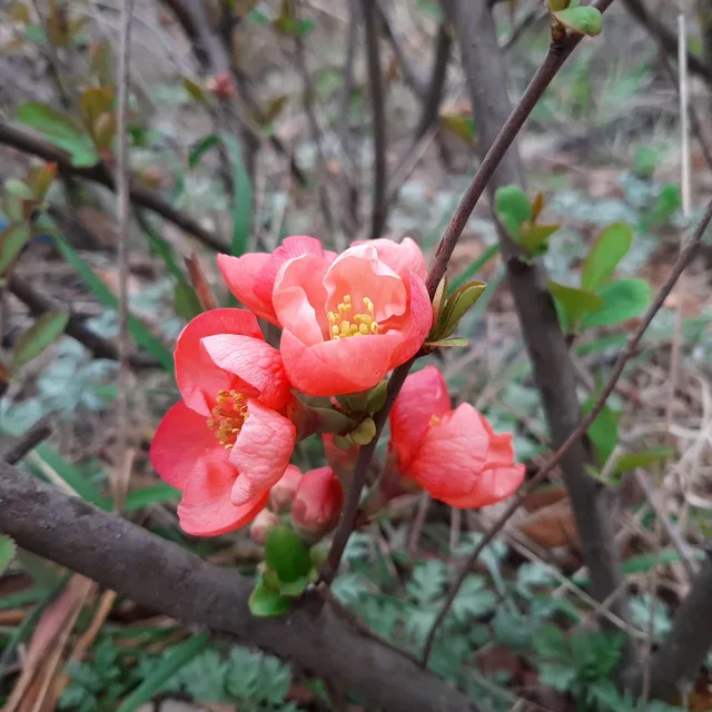포도
