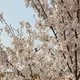 매력