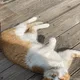 뭐하냥