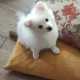 유빠