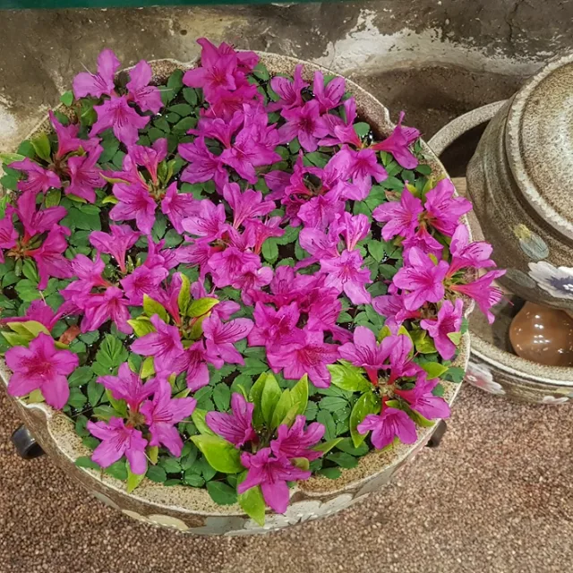가인