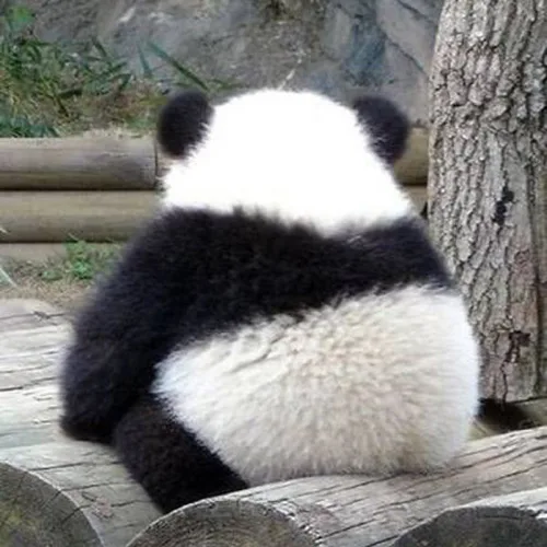 panda