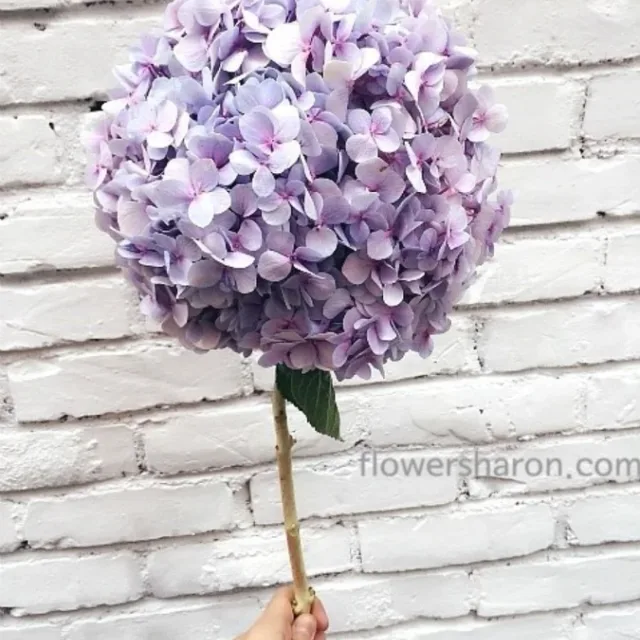 triumph88
