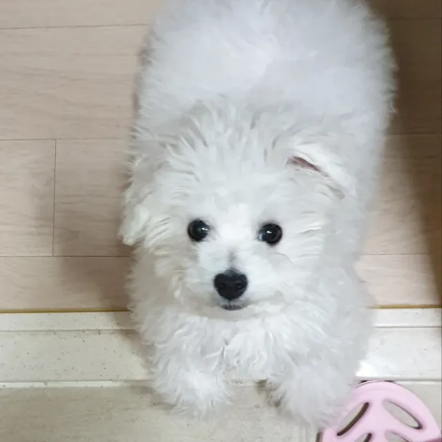 사랑바이러스