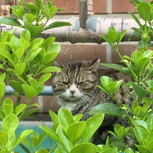 팔아