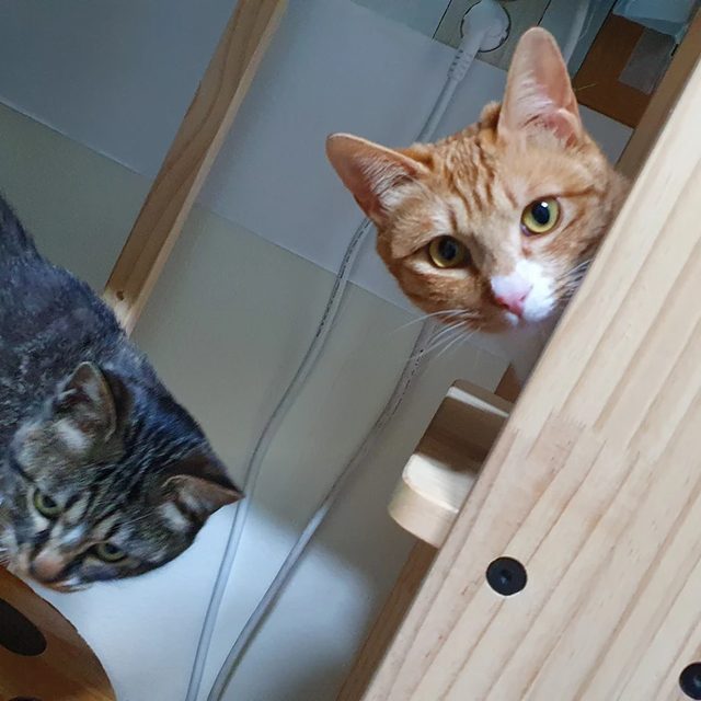 당근고래