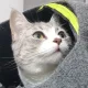 만두아빠