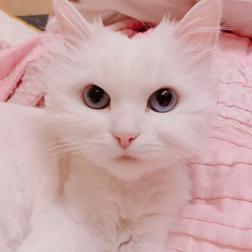퓨퓨퓨퓨퓨