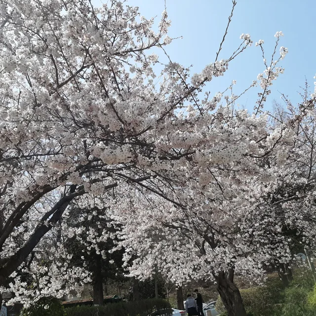 마리