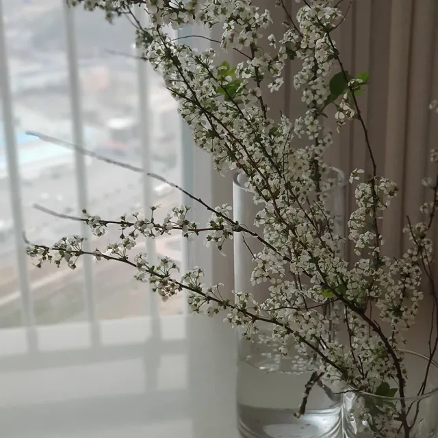 심플리