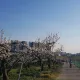 옥토넛