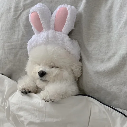 랑랑