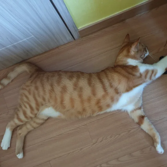 냠냐미